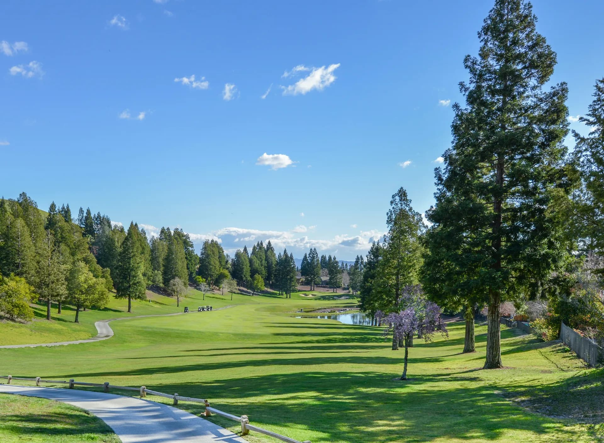 Pine tree lined fairway